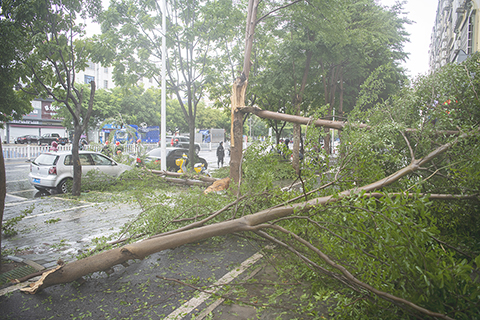 ◎ 十月六日,受颱風「麥德姆」影響的廣西北海街頭,殘枝斷木隨處可見。五日到六日晨,今年第二十一號颱風「麥德姆」登陸廣東沿海後又在廣西沿海二次登陸,並給中國華南多地帶來強風雨天氣。(中新社記者翟李強 攝)