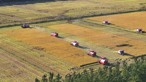 10月23日,北大荒集團建三江分公司二道河農場水稻收穫作業場景。(高鵬飛 攝)