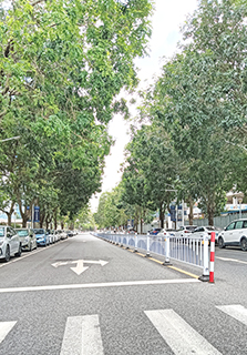 乾淨又清淨的中心路