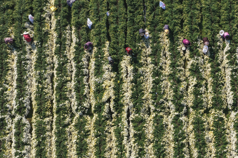 2025年11月,浙江桐鄉,菊農們在田間忙碌(無人機照片)。(黃彥君 攝)