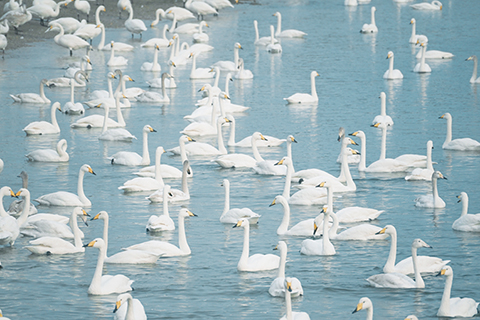 ◎ 十二月十六日,山東榮成俚島鎮煙墩角村的海灣裡,大天鵝在水面游弋。(曲正揚 攝)