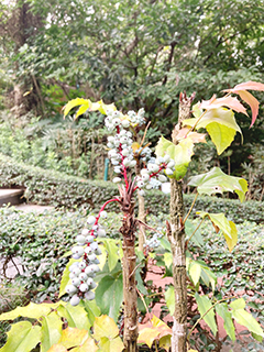 名為「十大功勞」的藥用植物