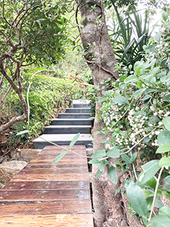 步行徑邊的穿根藤