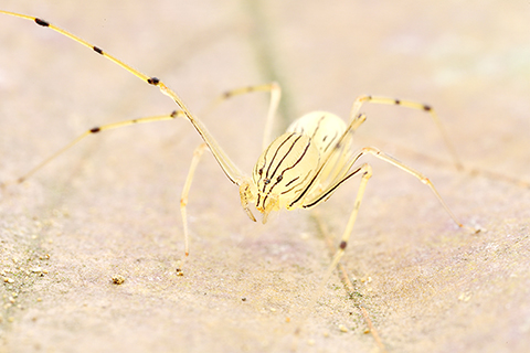 2025年12月,科研人員拍攝的雌性譚家述花皮蛛。(張炯行 攝)