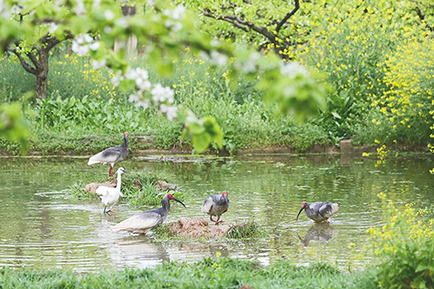 ◎ 三月三十日,朱䴉和其他鳥類在洋縣草壩村的一處水塘覓食。(新華社記者鄒競一 攝)