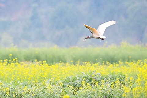 ◎ 三月廿九日,朱䴉飛過洋縣草壩村的油菜花田。(新華社記者鄒競一 攝)