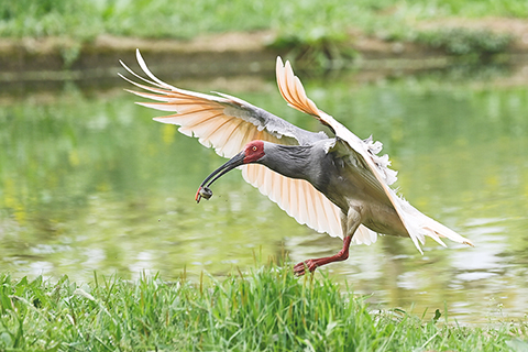 ◎ 三月三十日,朱䴉在洋縣草壩村的一處水塘覓食。(新華社記者鄒競一 攝)
