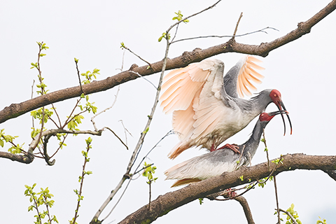 ◎ 三月三十日,洋縣草壩村,一對朱䴉夫婦在枝頭「踩背」。(新華社記者鄒競一 攝)