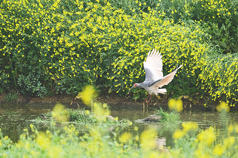 ◎ 三月三十日,朱䴉在洋縣草壩村的一處水塘覓食。(新華社記者鄒競一 攝)