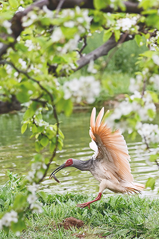 ◎ 三月三十日,朱䴉在洋縣草壩村的一處水塘覓食。(新華社記者鄒競一 攝)