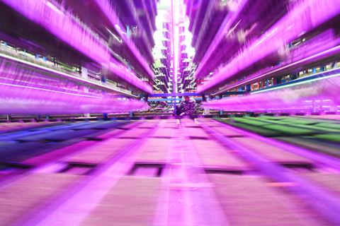 湖南長沙縣春華鎮智能化育秧工廠,紫紅色的植物補光燈營造出科幻電影般的視覺衝擊。(中新社記者 楊華峰 攝)