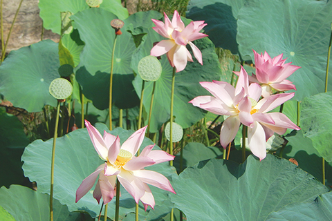 ◎ 本屆主題花「杏粉」。