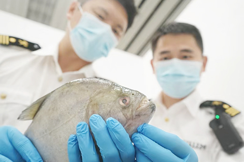 ◎ 拱北海關所屬閘口海關在進境旅客攜帶物中截獲的菱鋸脂鯉。(朱偉俊攝)