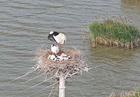 5月16日,東方白鸛在河北省唐山市曹妃甸濕地的鳥巢上照顧雛鳥(無人機照片)。(新華社記者 楊世堯 攝)